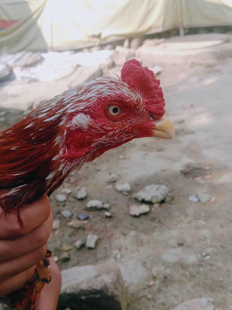 Cheena murga 1