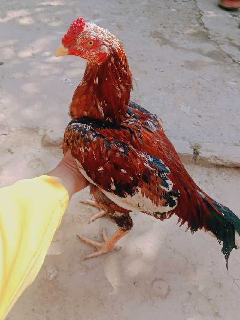 Cheena murga 3