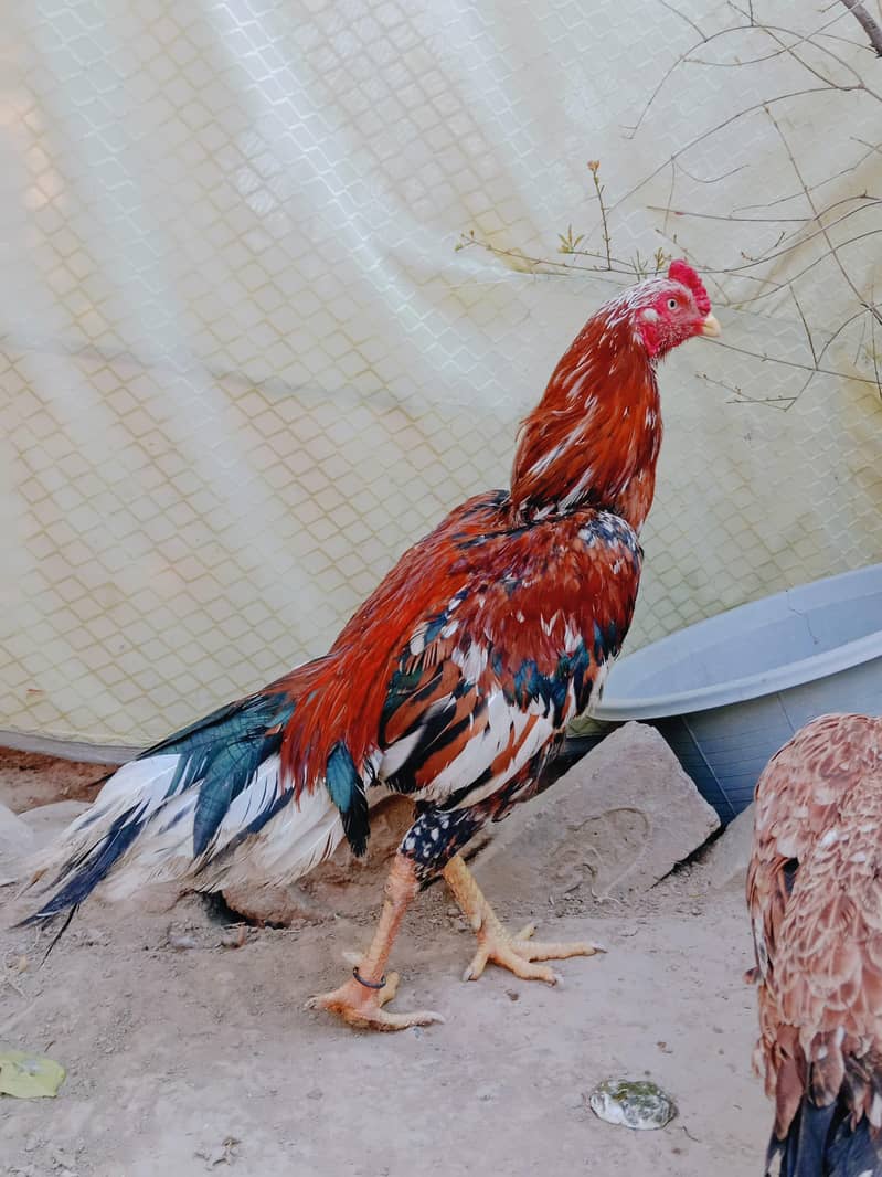 Cheena murga 5