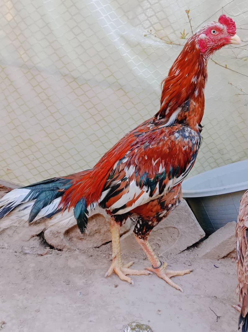 Cheena murga 6