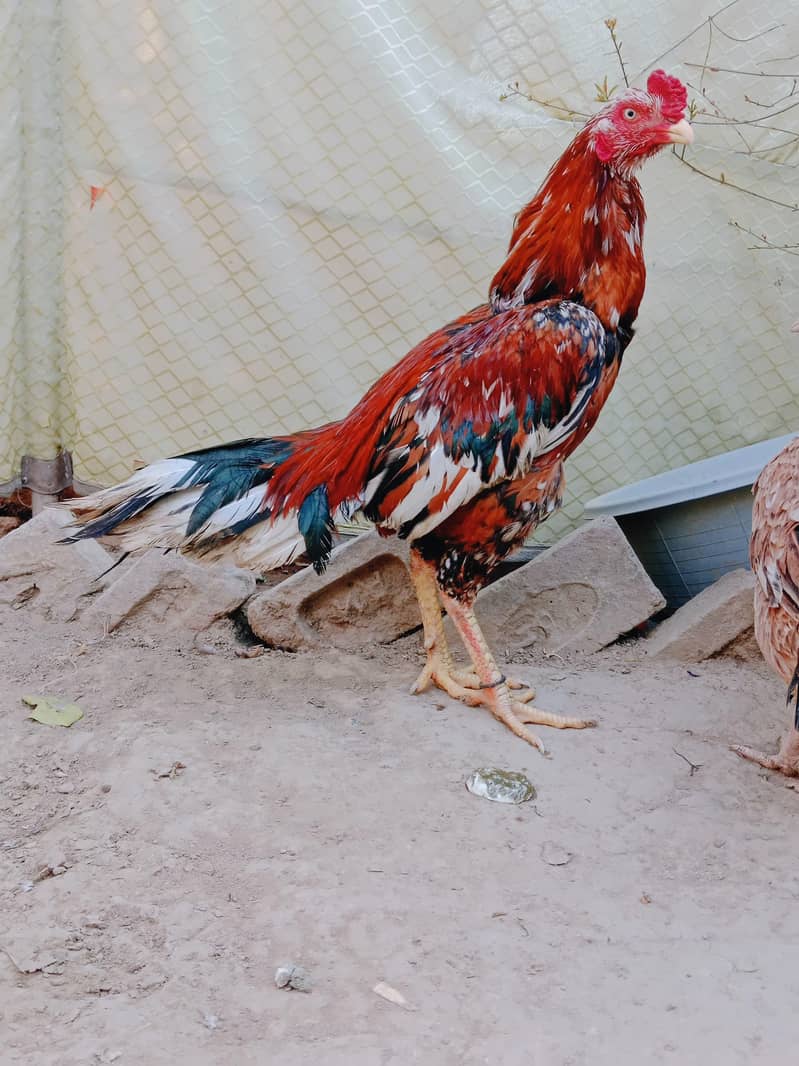Cheena murga 7
