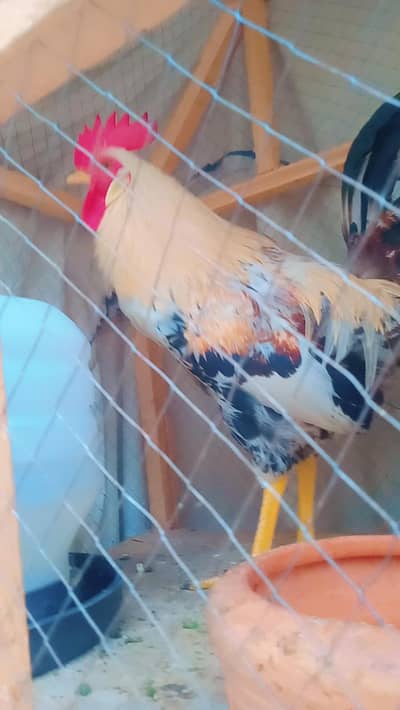 GHAR KA DESI ASEEL KI TARHA CONTACT AT 03226197767