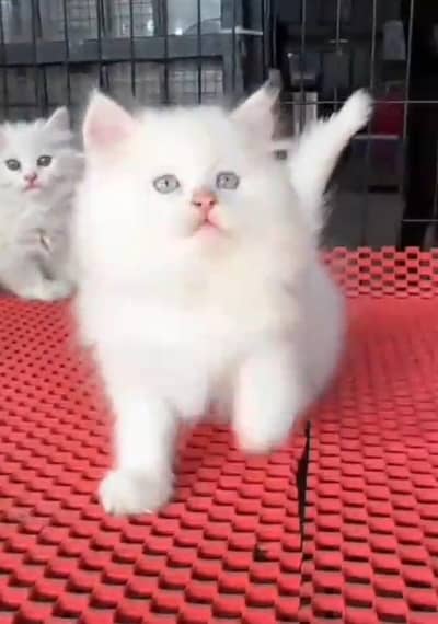 Persian Cats & Kittens for Sale may WhatsApp 03472175246