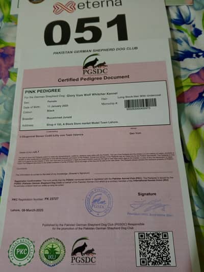 Top quality pink pedigree female