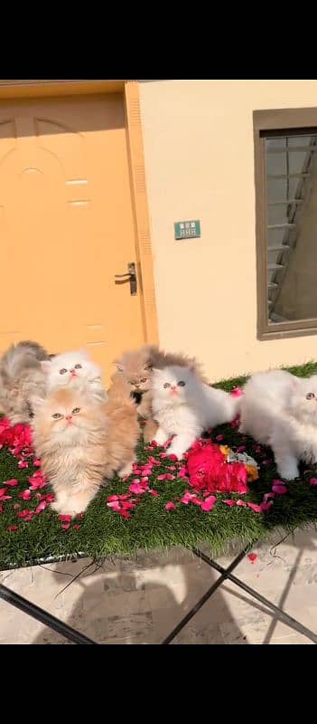 Persian cat for sale male female vaccine clear 0329=26=63=252=