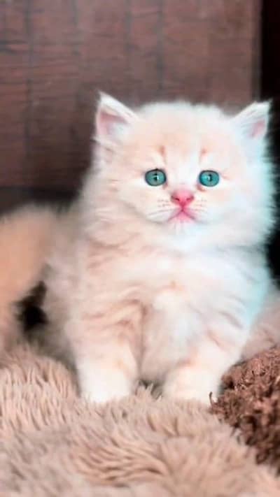 Persian cat for sale male female vaccine clear 0329=26=63=252=