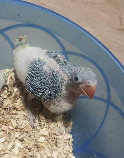 Kashmiri Alexandrine Raw chick available for sale