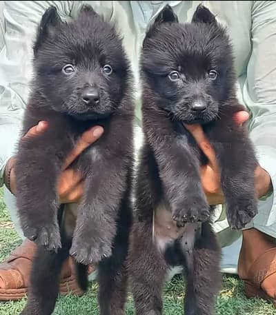 German shepherd Long cod