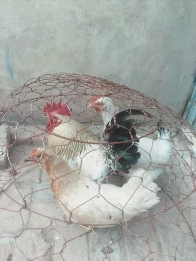 Tino ka 3500 Ha Bhai shyad ap kha rha ho ka aik. ka magar aik ka 3500