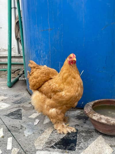 Golden heavy buff set . Blue cochine pair. white cochine males (breeder