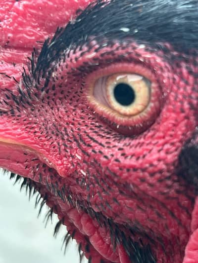 Black Shamoo | Urgent Sale | 03237495165