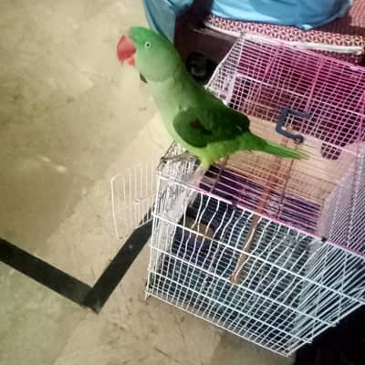 raw parrot for sale urgent sale