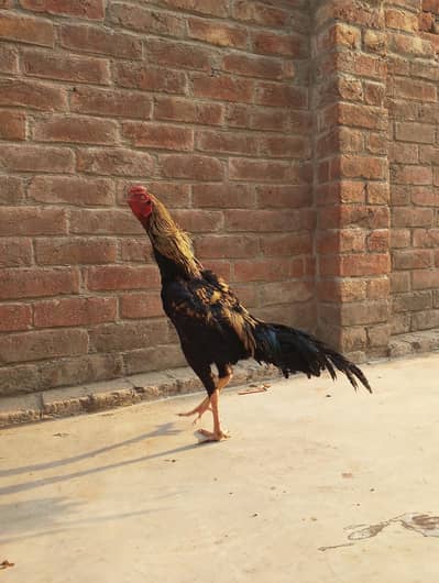 Aseel jawa murga 03014977588