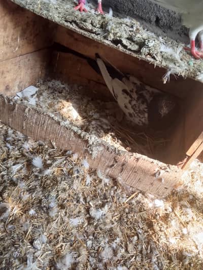 ande Wala jora he jese chaye wo rabta kare