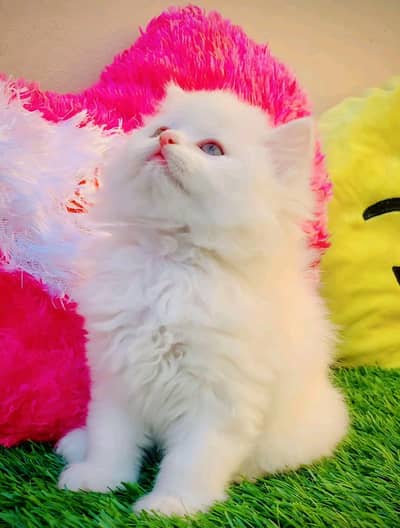 Persian cat female 0329===6901===880my WhatsApp