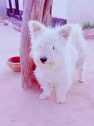 03084939909 WhatsApp number