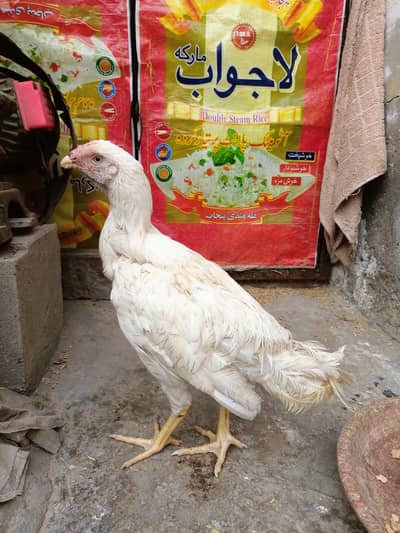 Shamoo Aseel / Paper White Aseel / Heera Aseel Shamoo