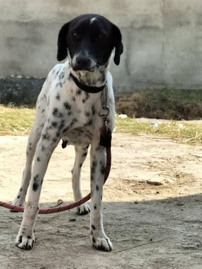 pointer  female for sale 03197466703