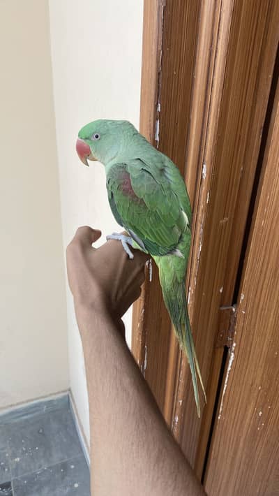 Raw female parrot for sale