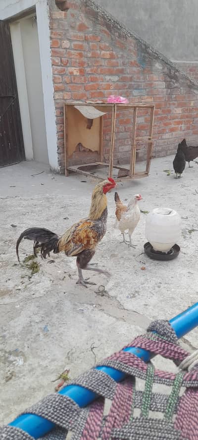 aseel murga for sell