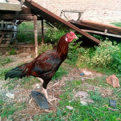 Nasli Lakha Aseel Murgha for Sale