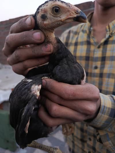 Thai pakoya 03124613025