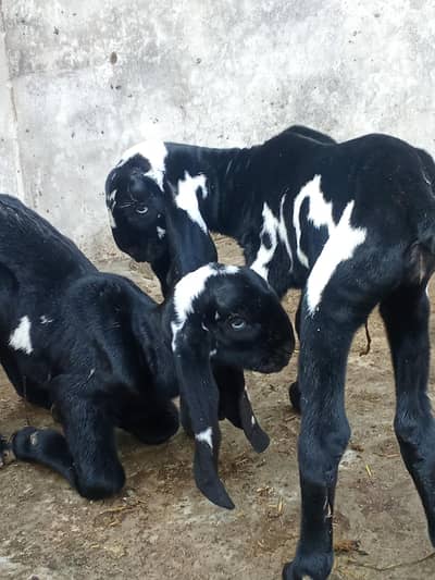 pure amritasri petal goats