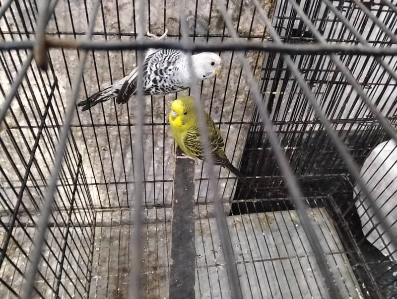 split black face 2 pair available 1