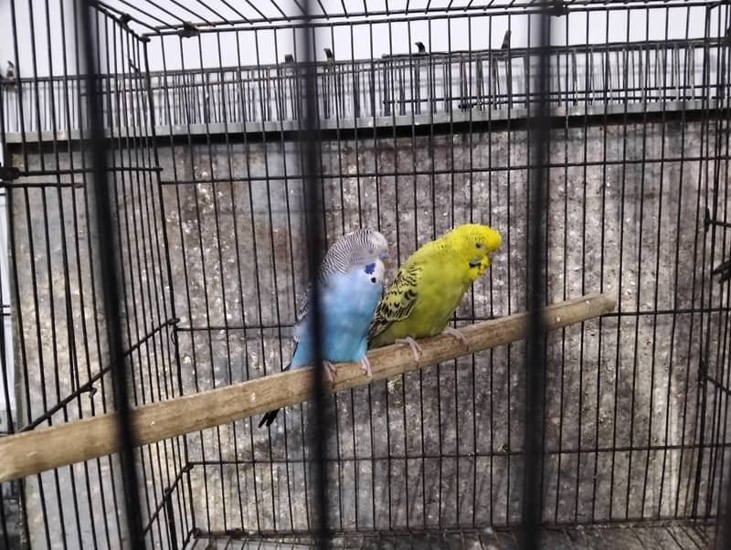 split black face 2 pair available 2