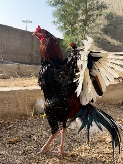 Aseel pair hen rooster