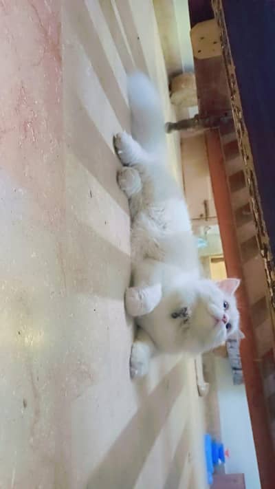 Snow white - blue eyes persian male cat for sale