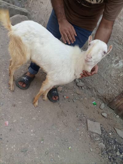 Top Class Tedda Breeder Male 2 Dant