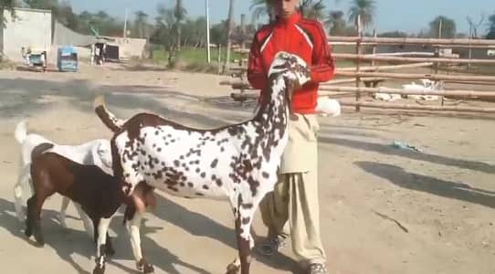 do bacchon wali desi bakri for sale call on 03348310322