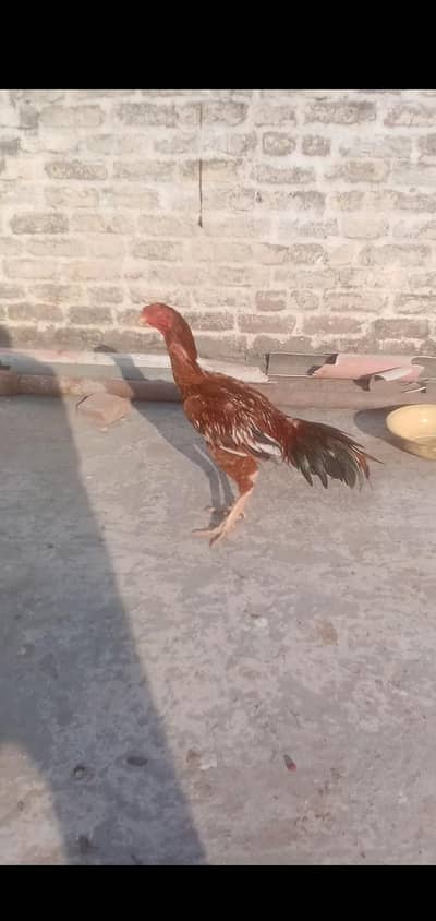 aseel patha for sale