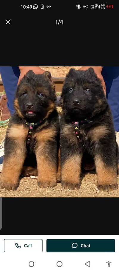 German Shepherd dog for salemy WhatsApp numbe03325809350