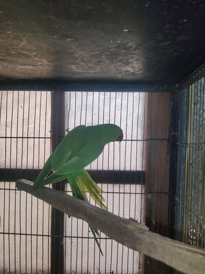 green ringneck breeder female