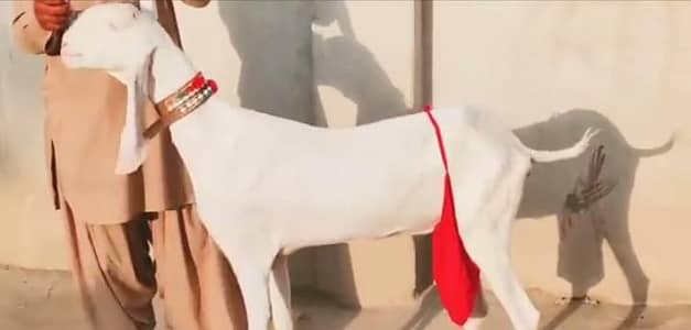 do bacchon wali Rajan puri bakri for sale call on 03426382387