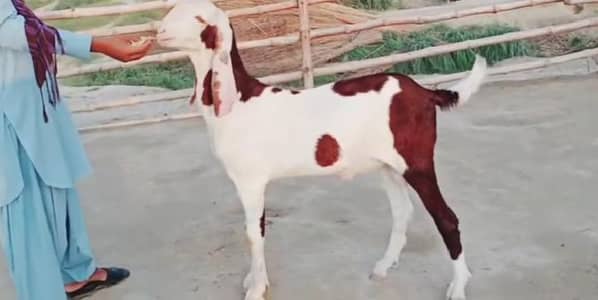 do desi bakre for sale call on 03348310322