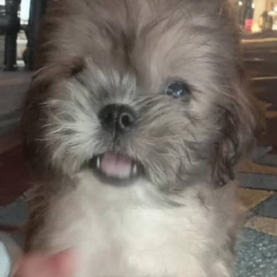 shih tzu puppy male adoption