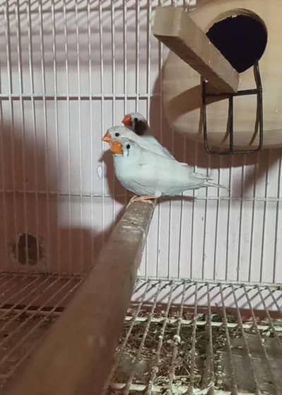 Crusted Finches & Undersize white chicks pair (Read Description)
