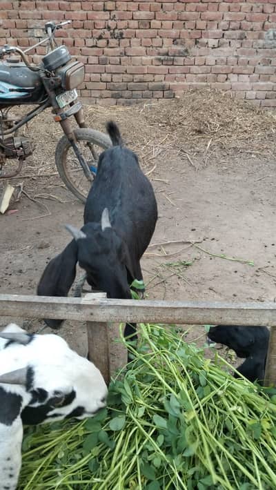 female baby for 1month