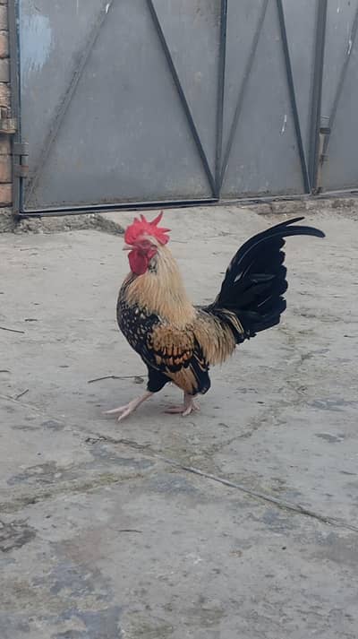 English game male for sale