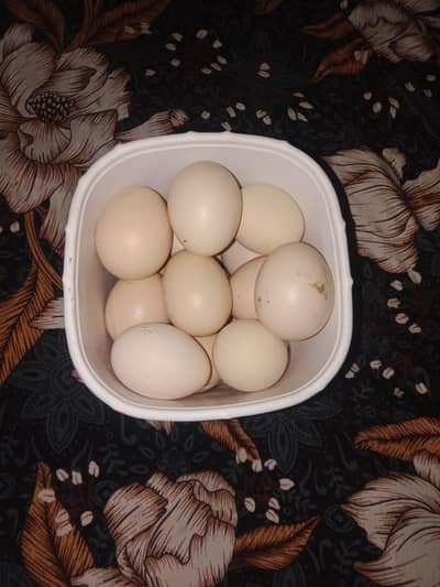 sell hen eggs