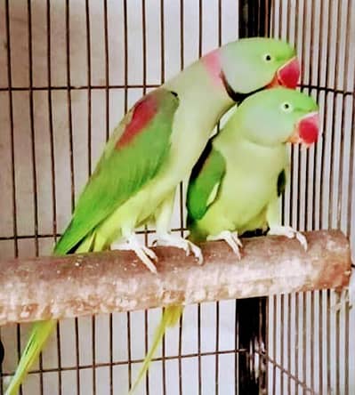 03199290978 Zain khan