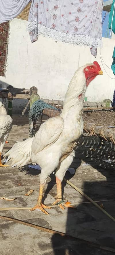 shamo pairs. Home breeder hai