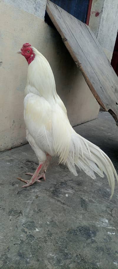 aseel heera and cheeks