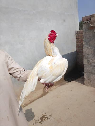 white aseel male . very active and healthy