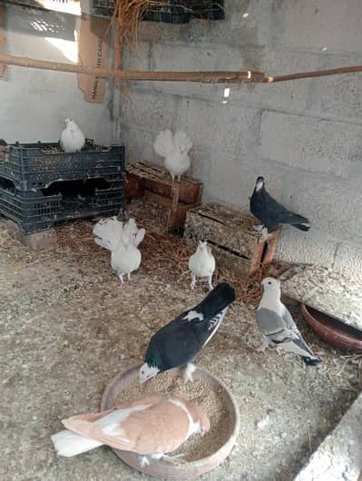 Mix pigeon for sale