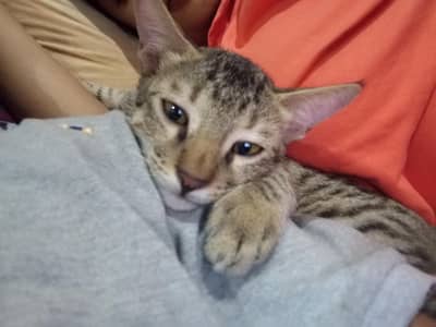 Male and Female Mix cats for Adoption