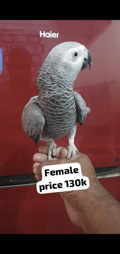 african gray  female